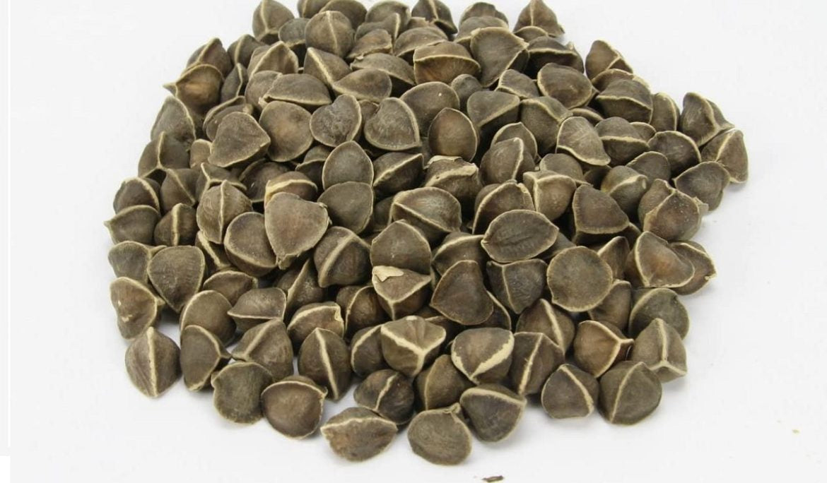 Moringa seeds